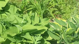 Hosta.webp