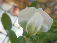 c012.webp