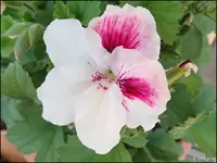 c015.webp