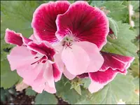 c016.webp