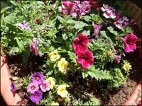 c017.webp