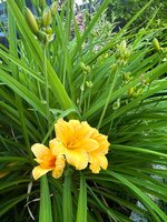 IMG_9028.jpeg