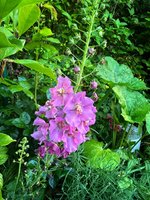 IMG_9031.jpeg