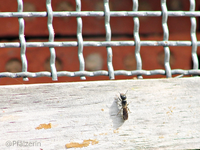 Insektenhotel 4.webp