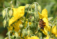 Gelbe Sonnenröschen 3.webp