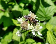 Himbeerblüten mit Biene.jpg