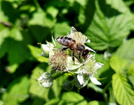 Himbeerblüten mit Biene.webp
