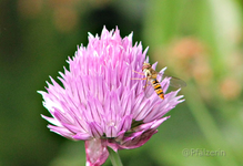 Schwebfliege 2.webp