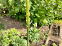Blattläuse an Bienenstauden.webp