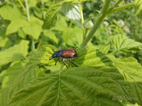 Brachkäfer im Garten 1.webp
