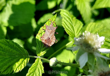 Himbeerblüten mit Wanze.webp