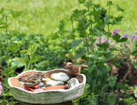 Spatz beim Baden Ende Mai 2023 2.webp