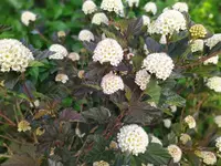 IMG_20230601_094651.webp