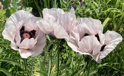 IMG_0239.jpeg