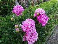 DSC02940.JPG