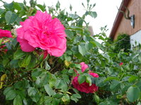 DSC02938.JPG