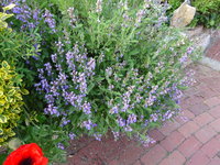 DSC02942.JPG