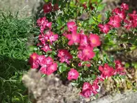 IMG_20230601_120540.webp