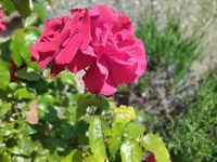 IMG_20230601_120601.webp