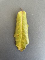 IMG_3062.jpeg