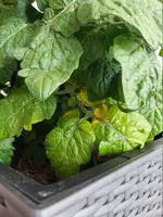 Tomate5.webp