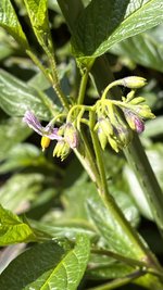 IMG_6036.jpeg
