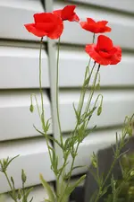 image001.webp
