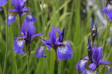 Iris  1023.JPG