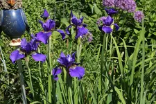 Iris  1223.webp