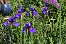 Iris  1223.JPG