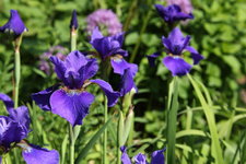 Iris  1323.JPG