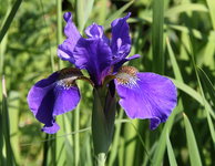 Iris  1423.JPG