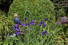 Iris  1523.JPG