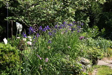 Iris  1623.JPG