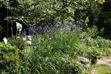 Iris  1623.webp