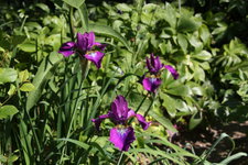 Iris  1723.JPG