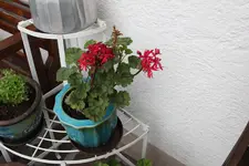 Pelargonie      0223.webp