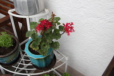 Pelargonie      0223.JPG