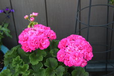 Pelargonie      0323.JPG