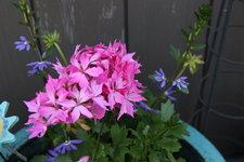 Pelargonie      0423.JPG