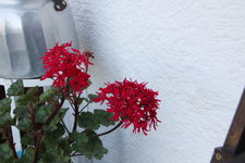 Pelargonie      0523.JPG