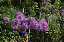 Allium     0623.JPG