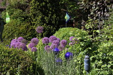 Allium     0723.JPG