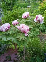 IMG_20230603_135823.jpg