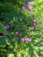 IMG_20230528_131521_1.jpg