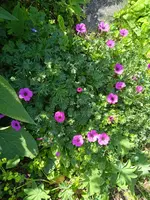 IMG_20230528_131521_1.jpg