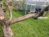 Apfel-Boskoop_Idared-Einedelung-B-2023-05_01.jpg