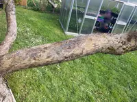Apfel-Boskoop_Idared-Einedelung-B-2023-05_02.jpg