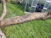 Apfel-Boskoop_Idared-Einedelung-B-2023-05_02.jpg