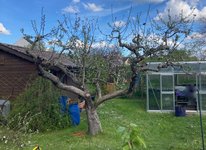 Apfel-Boskoop_Idared-Einedelung-0-2023-05_01.jpg